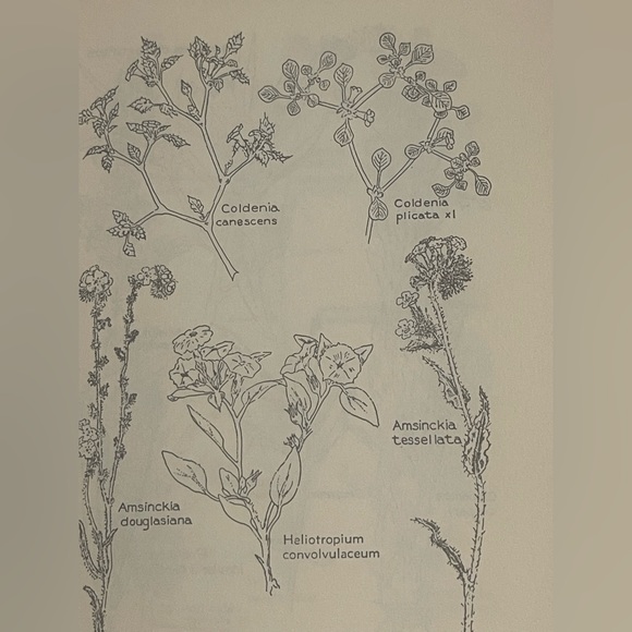 Hardback book California deserts 3rd edition Edmund Jaeger 211 pages - Picture 2 of 2